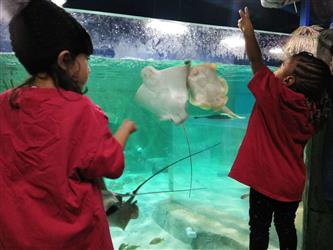 Feeding the Stingrays